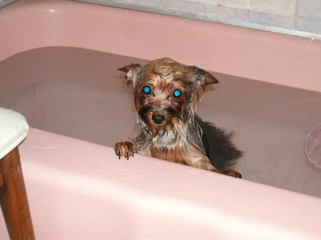 yorkie talk forums yorkie talk yorkie talk forums yorkie talk